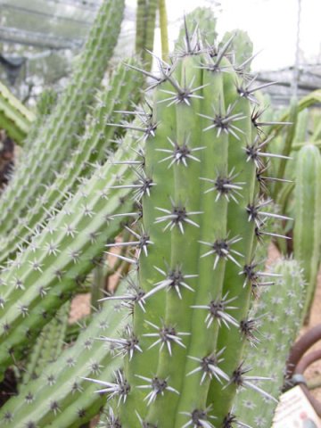 Stenocereus_gummosus_1